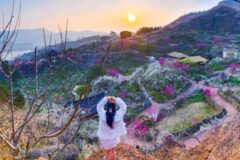 매화꽃, 개화시기는 언제고 지역·품종·명소까지 한 번에 알아보기(홍매화, 백매화, 청매화)