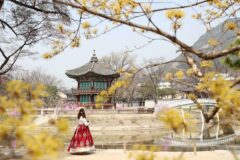 산수유 완전 정복! 매화-산수유-벚꽃 트리오 중 두 번째 봄꽃 신호탄 폭격!