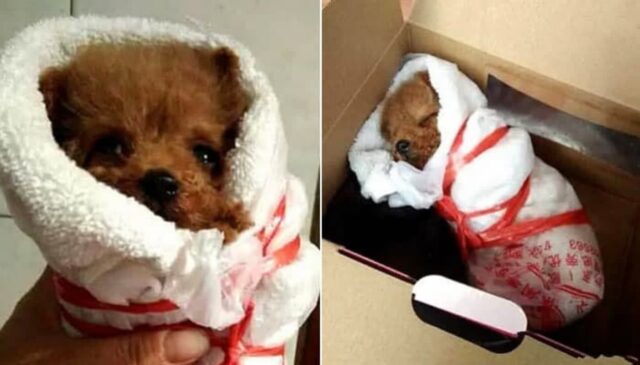 인터넷으로 푸들 분양 신청한 남성이 실제로 받은 충격적인 ‘택배 상자’