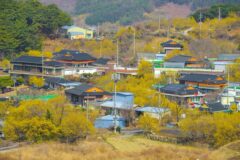 꽃길 산책로 베스트 5 봄여행이 진짜 달라지는 명소 추천