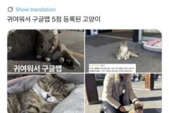 귀여워서 구글맵 5점 등록된 고양이.twt