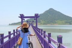“여권 없이 떠나는 보랏빛 파라다이스” 신안 여행 코스 추천 반월도·박지도