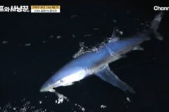 낚싯줄로 상어 잡은 여자연예인.jpg