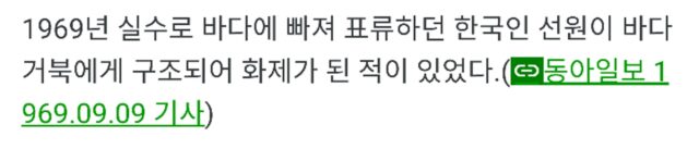 바다에 빠진 부산사람을 구해준 거북이
