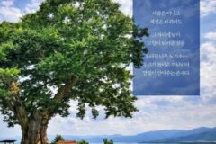 끝내 사라지지 않은 것들… 수백 년을 버틴 풍경, ‘경북 노거수 산책’