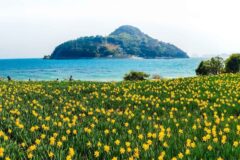 벚꽃엔딩 시작 전에 더 화려하게 핀 봄꽃 여행지 추천