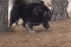 괜찮아요, 우리 개 안 물어요