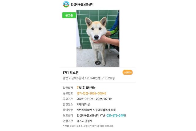 스스로 시청 당직실에 찾아 들어온 유기견