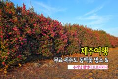 제주여행 무료 제주도 동백꽃 명소 & 수리남 드라마촬영지 트로피카나