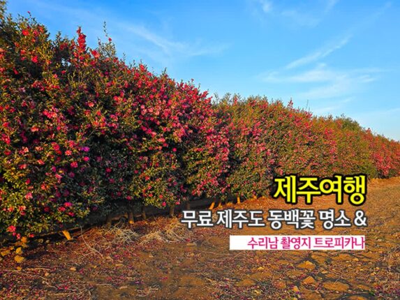 제주여행 무료 제주도 동백꽃 명소 & 수리남 드라마촬영지 트로피카나