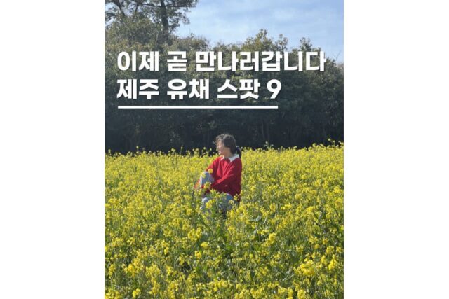 3월 4월 국내여행지 추천 봄제주도에서 가야 하는 노란 물결 유채꽃 명소 9