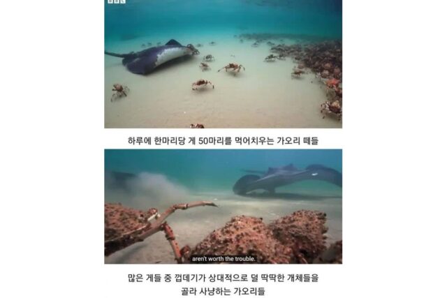 게 무리에게 인정받은 로봇게