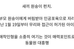 현재 일본 동물원에서 최고 흥행 중인 아기 원숭이