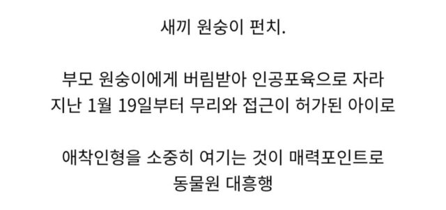 현재 일본 동물원에서 최고 흥행 중인 아기 원숭이