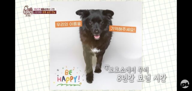 오늘자 동물농장 입양전화 오고 보호소 뒤집어졌다는 강아지.jpg
