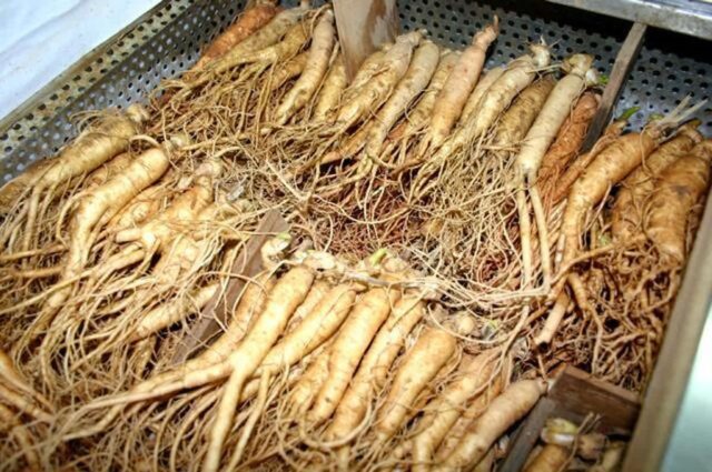 “홍삼도 아니었다”… 60대 만성 피로 싹 잡고 간 수치 뚝 떨어뜨리는 압도적 1위 음