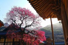 매화 명소 추천 및 지역별 개화시기·꽃말 알아보기