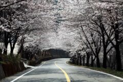 하동 가볼 만한 곳, 섬진강·벚꽃·녹차 향까지 다 챙기는 당일치기 코스