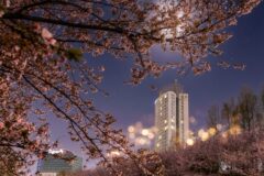 서울 밤 벚꽃 명소 위치는? 야경과 벚나무 동시에 즐기는 서울 숨은 여행지 추천
