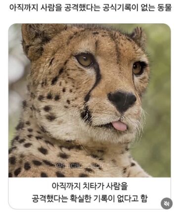 사람을 해친 기록이 없다는 치타.gif