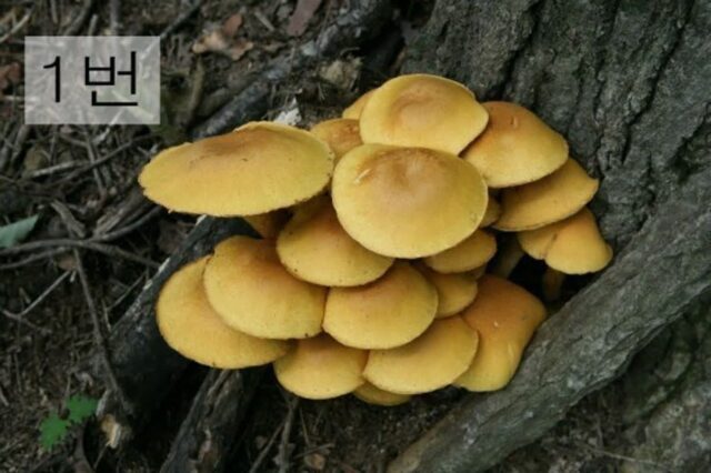 독버섯과 식용버섯을 구별해보자.jpg