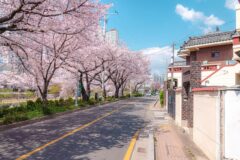 부산 가볼 만한 곳, 봄꽃 여행 일정 & 코스 추천… “한 달 뒤 이런 풍경 펼쳐집니다”