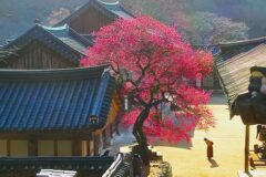 지리산 화엄사 홍매화로 물들다, 위치·개화시기·꿀팁·이벤트 정보 정리