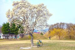 목련꽃과 추억이 깃든 당일치기 3월 경주 가볼 만한 곳 리스트