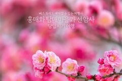 버스 좌석도 예매할 수 있는 여행사 홍매화 탐매 마을과 선암사 당일치기 여행