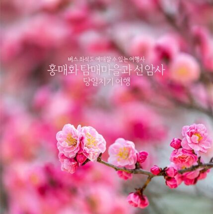 버스 좌석도 예매할 수 있는 여행사 홍매화 탐매 마을과 선암사 당일치기 여행