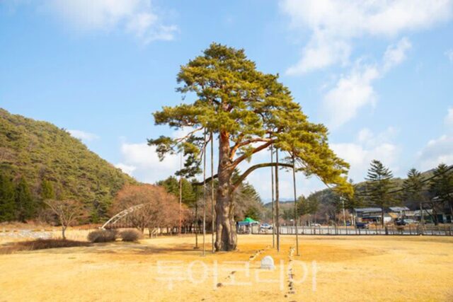 [포토] 600년 세월 지켜온 속리산 ‘정이품송’