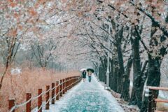 4월 벚꽃 명소, “주말에 갔다가 사람만 보고 오면 억울하잖아요”
