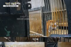 호랑이 내성 발톱 치료를 위해 목숨까지 거는 수의사