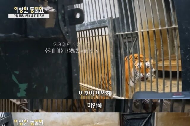 호랑이 내성 발톱 치료를 위해 목숨까지 거는 수의사