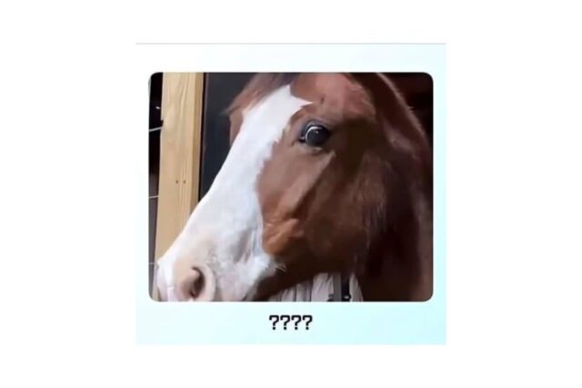 말이 얼룩말을 만나면 보이는 반응