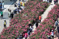 중랑구, ‘제18회 중랑 서울장미축제’ 준비 본격화…5월 15일 개막