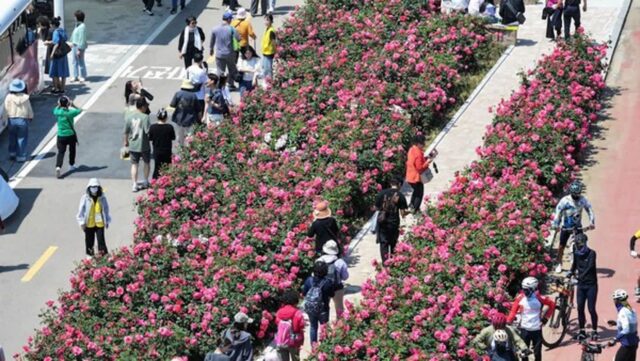 중랑구, ‘제18회 중랑 서울장미축제’ 준비 본격화…5월 15일 개막
