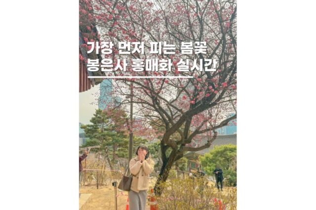 봉은사홍매화 실시간 2026 서울 절사찰 고즈넉 봄나들이