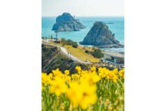 2026 오륙도 수선화 시기 입장 총정리, 부산 봄꽃 절정 시기와 가볼 만한 포인트