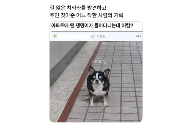 아파트에 왠 댕댕이가 돌아다니는데 어캄