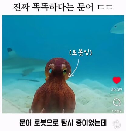 진짜 똑똑하다는 문어 ㄷㄷ