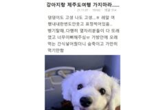 강아지랑 제주도여행 가지마라……