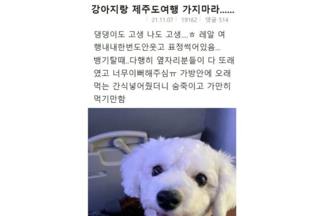 강아지랑 제주도여행 가지마라……