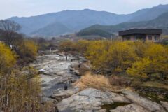 2026 구례 산수유 축제 교통 및 주차장 셔틀버스 이용 꿀팁(+구례여행코스 추천)
