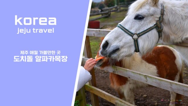 제주 애월 아이와 가볼만한 곳 도치돌 알파카목장 입장료 할인 혜택