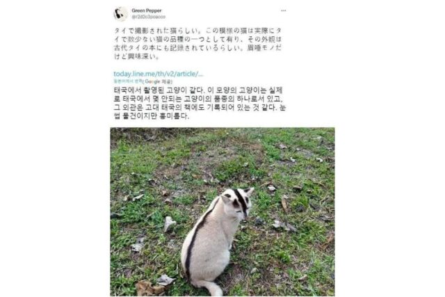 태국 토종 고양이 모습