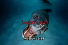연구팀 모두를 충격에 빠뜨렸던 남극의 얼룩무늬 표범이 생물학자를 죽인 사건…jpgif