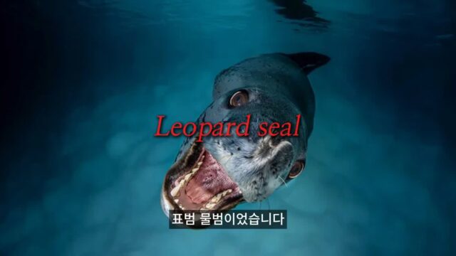 연구팀 모두를 충격에 빠뜨렸던 남극의 얼룩무늬 표범이 생물학자를 죽인 사건…jpgif