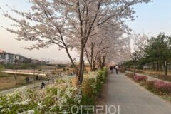 “봄은 오산천에서 시작됩니다”… 오산시의회 조미선 의원이 전하는 봄 여행 이야기