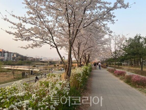 “봄은 오산천에서 시작됩니다”… 오산시의회 조미선 의원이 전하는 봄 여행 이야기
